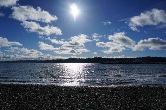 seattle beach dog walking