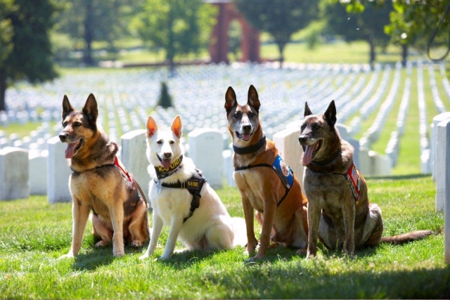 veteran dogs in cemetery
