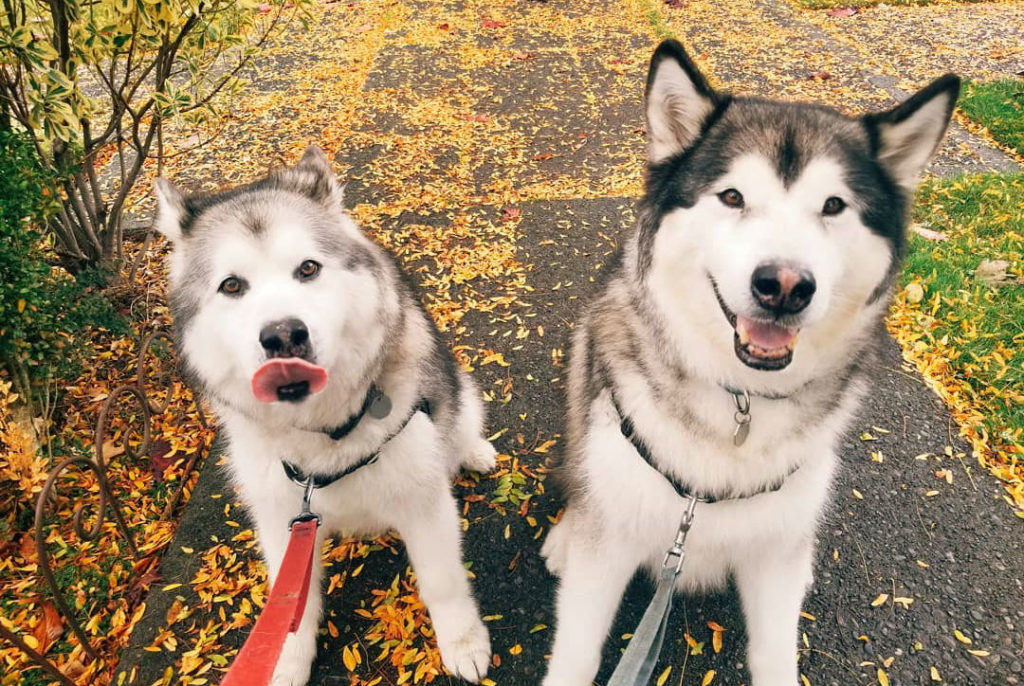Two huskies on leashes smile at their dog walker in the fall in Seattle