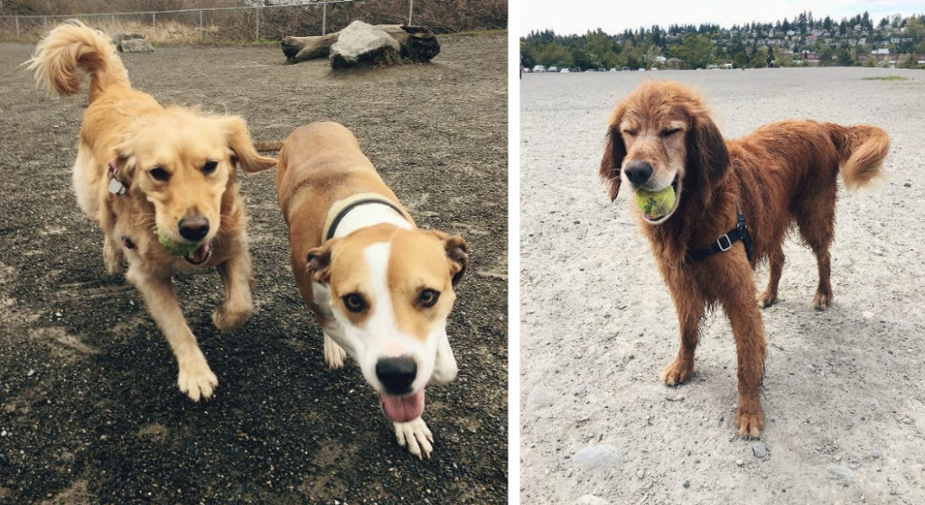 Three dogs swim and play with balls in Seattle off-leash dog parks
