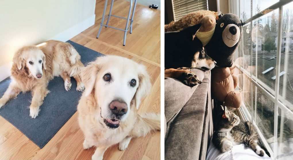 Two golden retrievers, a shiba inu, and a cat staying at home with pet sitter in Seattle