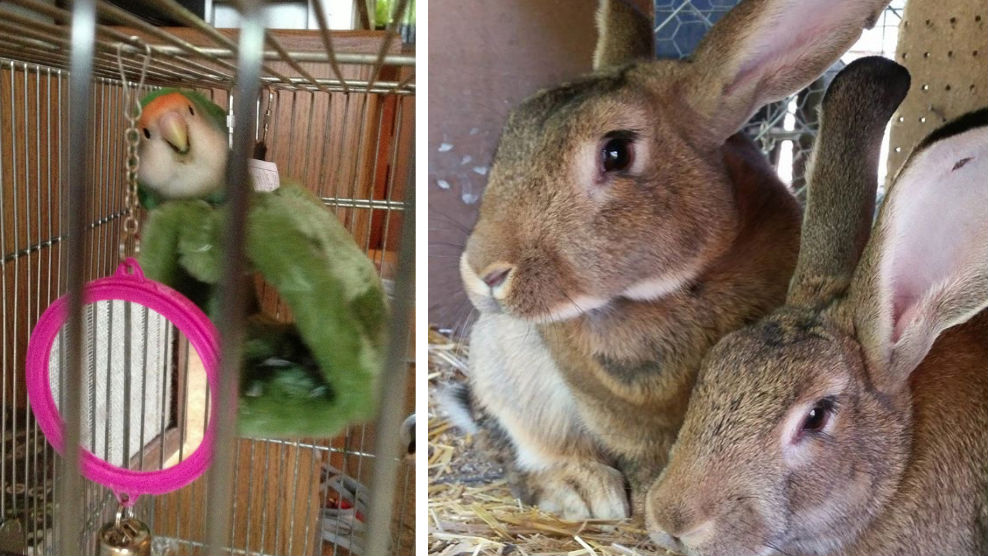 Caged bird peeks around toy, caged rabbits get cared for by Seattle pet sitter