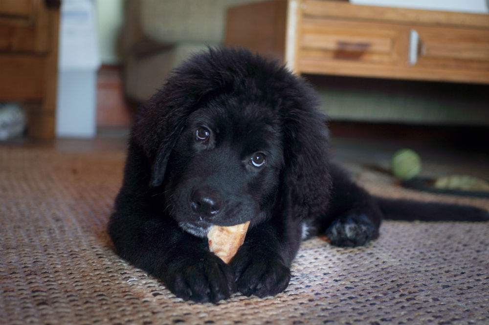 Black Newfoundland puppy chews on bone with pet sitter in Seattle