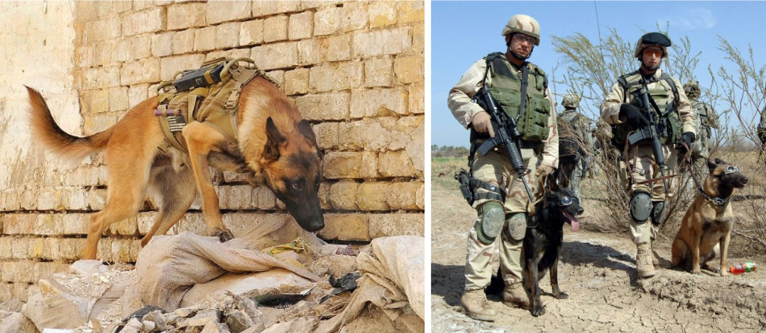 US canine soldiers (German Shepherds) and their handlers in combat