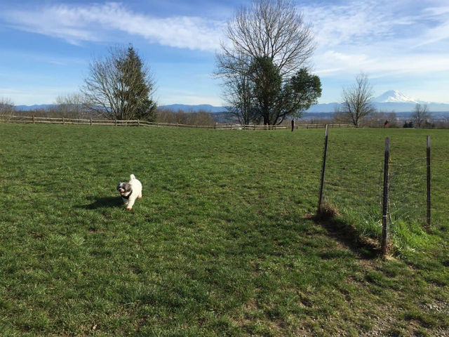 A small dog plays in open field at Grandview Off-Leash Dog Park in South Seattle