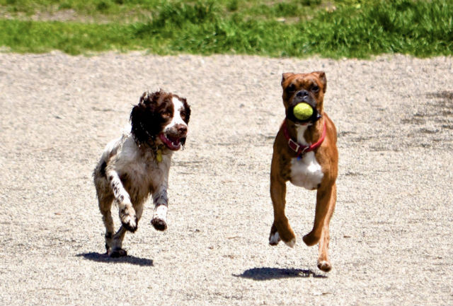 A boxer and another dog play together off-leash at Magnuson Park in Seattle