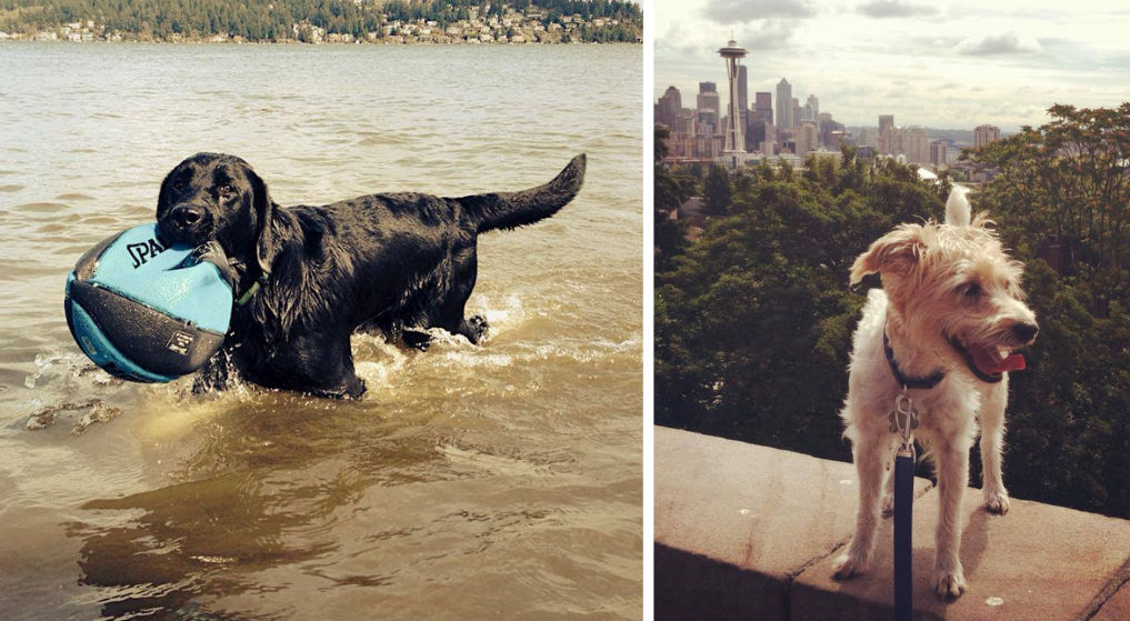 Small dog in summer at Seattle's Kerry Park, and black dog swimming at Seattle off-leash park