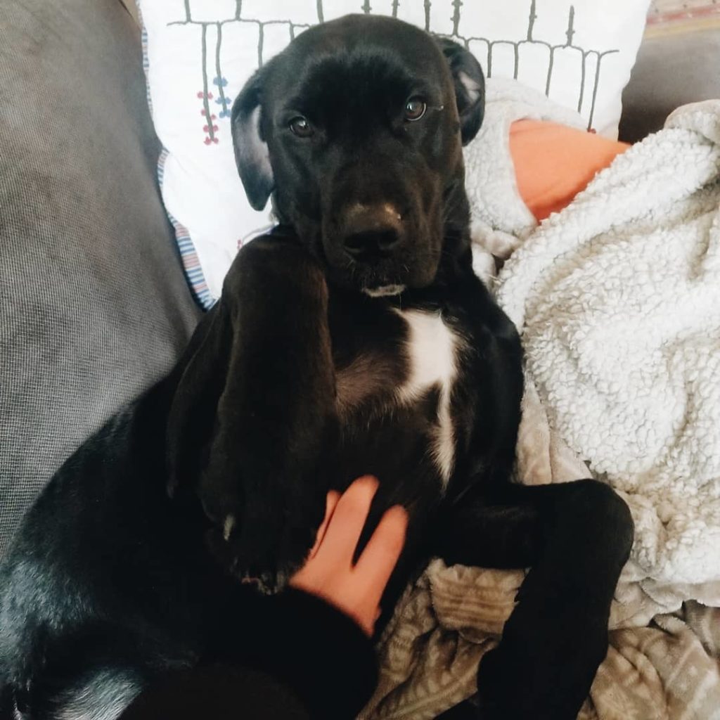 Dog sitter scratches a black dog's tummy on a cozy couch