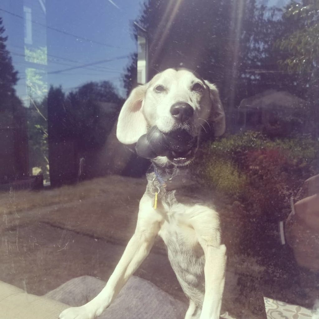 Senior beagle looks out window at pet sitter with Kong toy in mouth