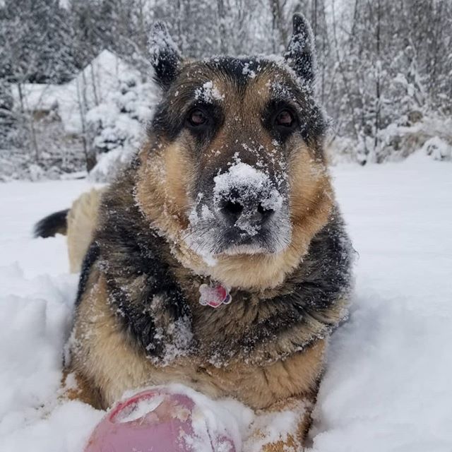 German Shepherd plays in the snow in Seattle