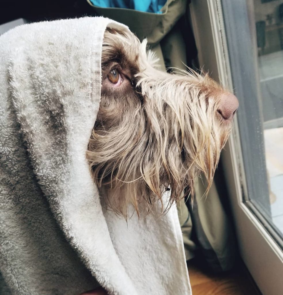 Wet dog gets dried off with towel inside, looks out window