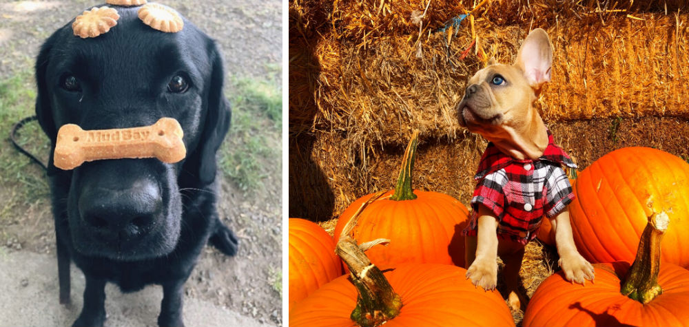 French bulldog with pumpkins and dog eating in fall