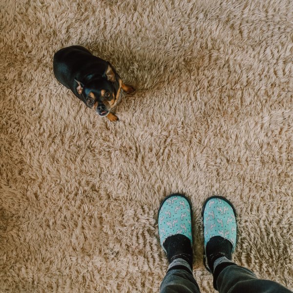 Small dog on carpet