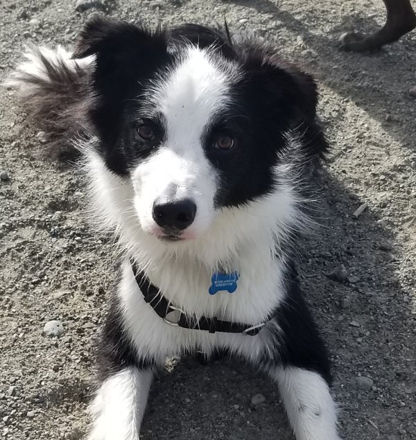 Australian collie puppy with collar and tags