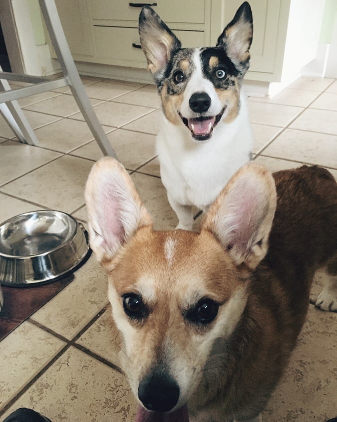 Corgi puppies in front of stainless steel bowl