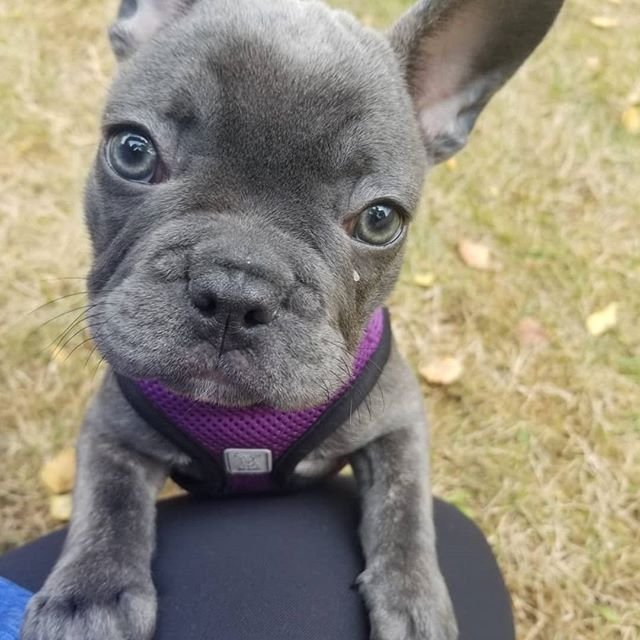 French bulldog puppy looking up at owner
