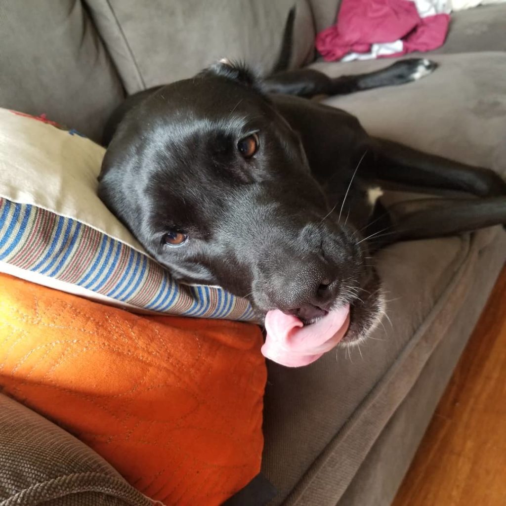 Black dog licking lips, lying on sofa