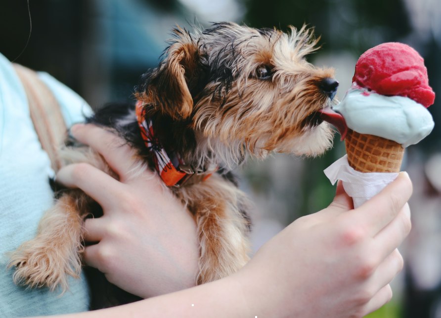 Yorkshire terrier licking frozen yogurt dog treat in cone