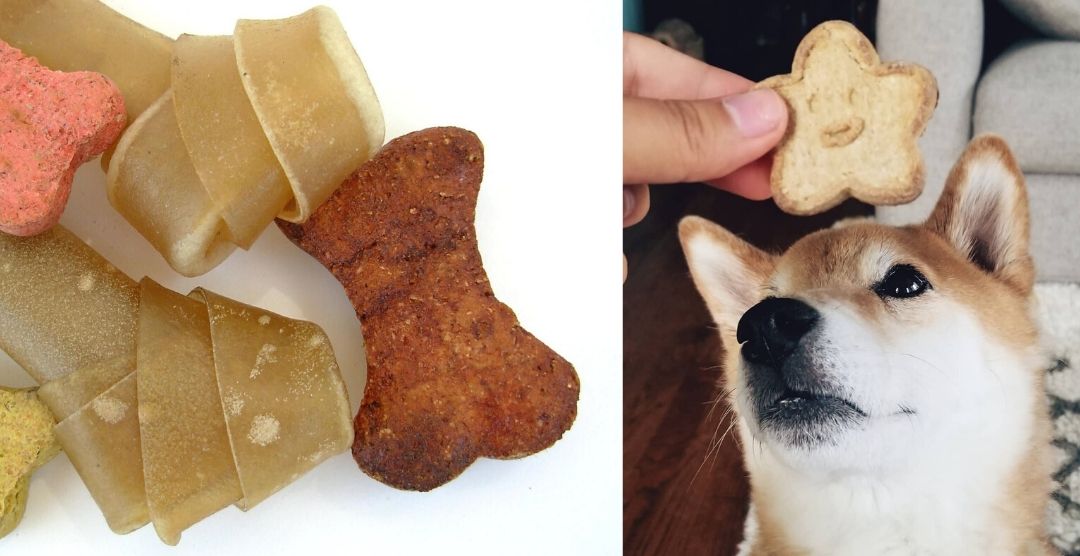 Healthy dog treats, dog looking up at homemade biscuit